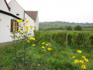Vineyards on the outskirts of Kallstadt